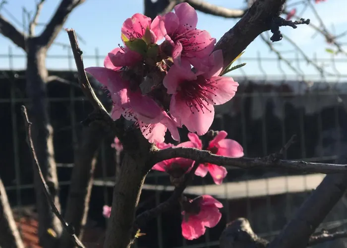 ベッド・アンド・ブレックファスト Janas 4*