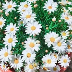 Janas فندق مبيت وإفطار