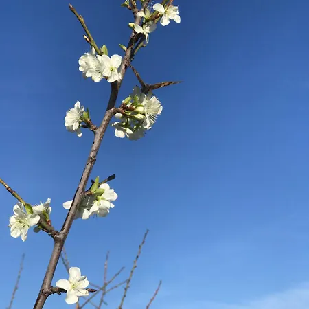 Bed and breakfast Janas