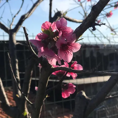 Bed and breakfast Janas 4*