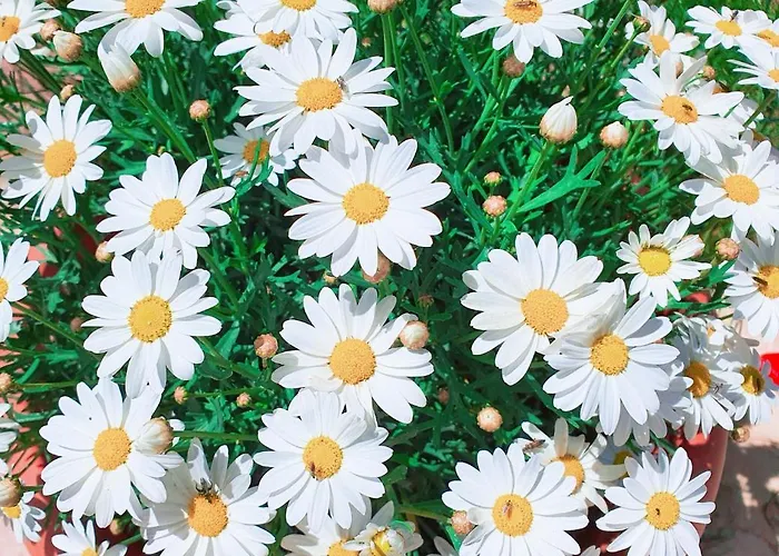 Janas Bed & Breakfast